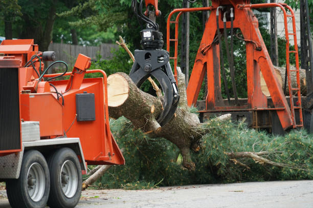 Trusted Clyde Hill, WA Tree Service Experts